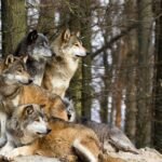 A picture from a pack of wolf sitting on a rock.