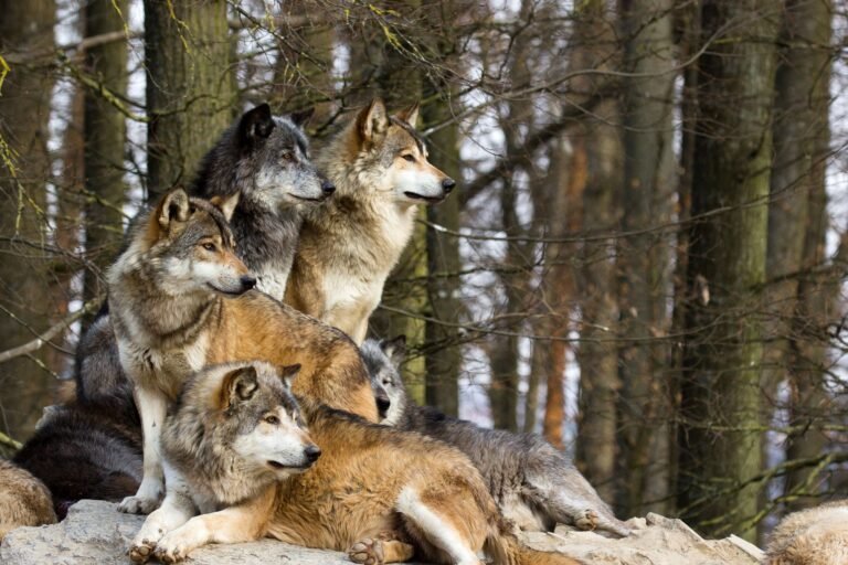 A picture from a pack of wolf sitting on a rock.