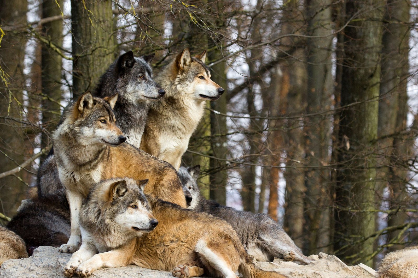 A picture from a pack of wolf sitting on a rock.